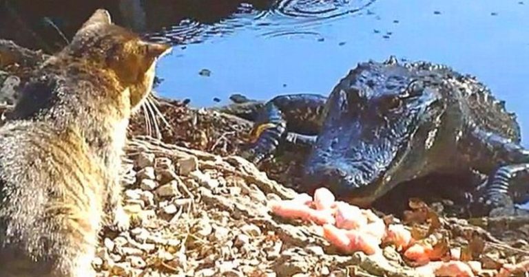 Кошка — самый опасный зверь на Земле. И мы вам предоставим видео доказательство!