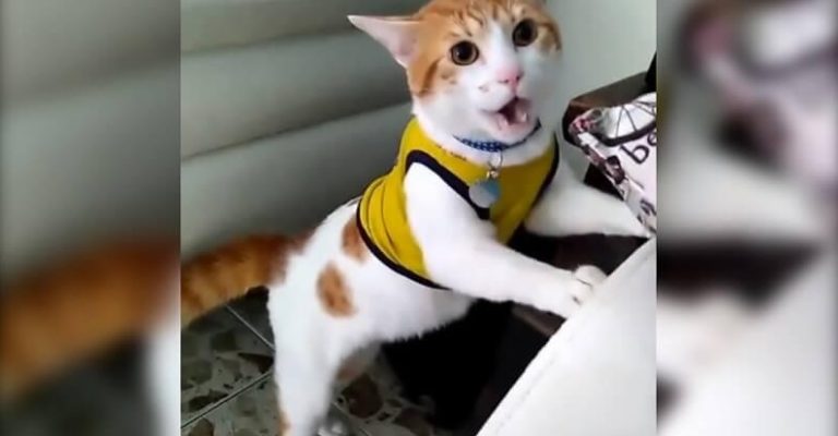 Кот-болельщик, который кричит «Гол!» набрал тысячи просмотров в сети