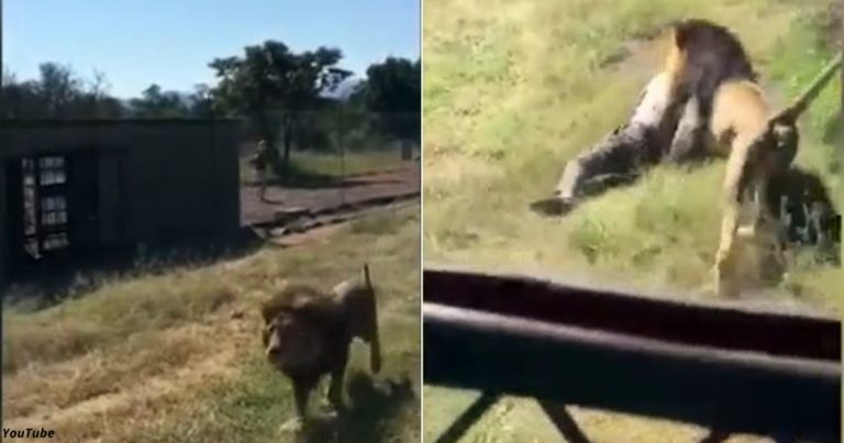 Туристы орали от страха, когда лев утащил одного из них, чтобы съесть