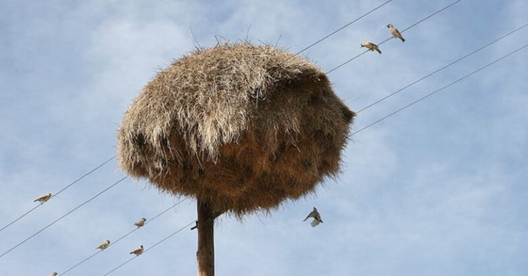 Сложно поверить, но это не стог сена на столбе, а настоящее чудо природы