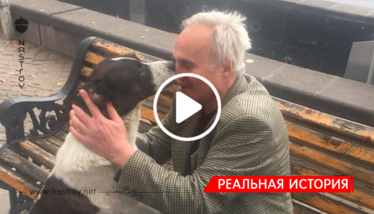 Мужчина встретил пса, которого тщетно искал 3 года. Скорее ищите дождь, чтобы спрятать свои слёзы