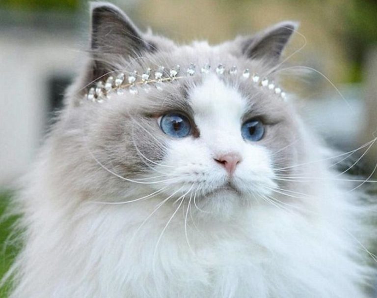 КОШКА, КОТОРАЯ ЗАНЯЛА ПЕРВОЕ МЕСТО НА КОНКУРСЕ КРАСОТЫ. ТАКИХ КРАСАВИЦ МИР ЕЩЕ НЕ ВИДЕЛ!