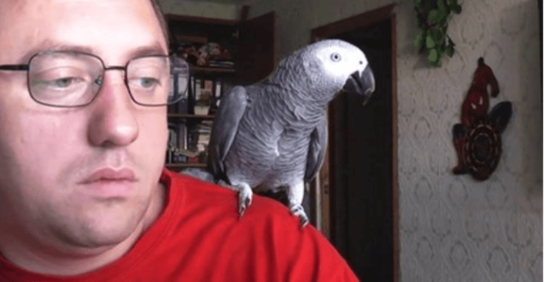 «Щас в клетку пойдешь, понял?!» Как попугай Григорий строит хозяина