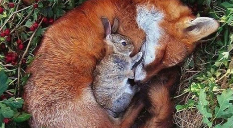 Фотографии самой необычной дружбы животного мира