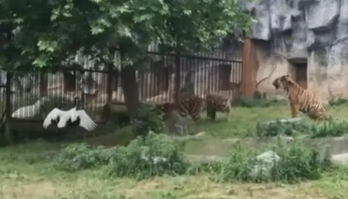 Журавль попал в вольер к тиграм. Можно подумать, что его конец близок, но всё пошло не так!