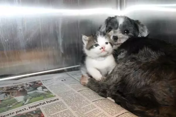 Собака кормила и защищала котенка, которого бросили на дне глубокого оврага…