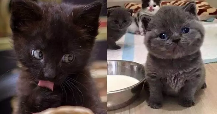 17 самых мимимишных котят для тех, кому хочется поднять себе настроение