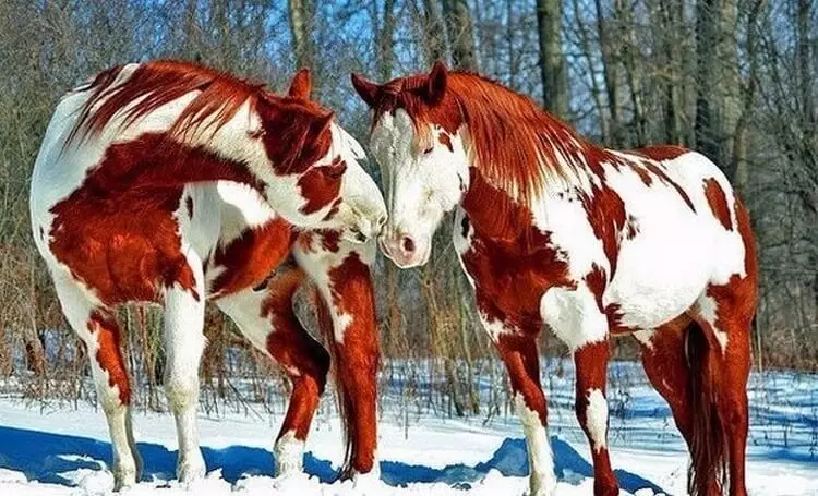 10 самых красивых лошадей на планете!