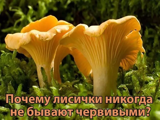 Не задумывались, почему лисички никогда не бывают червивыми?