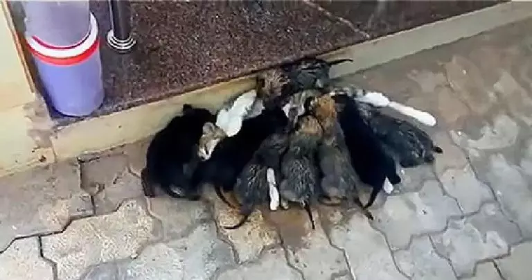 Видео: Парень увидел на улице странную копошащуюся кучу