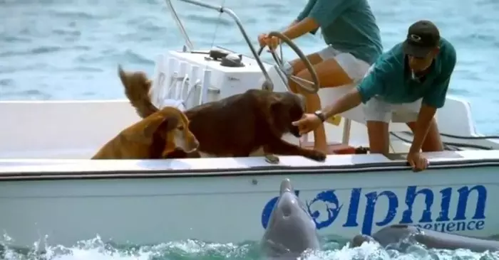 A lovable dolphin jumps out of the water and gives the sweetest kiss to one of the dogs